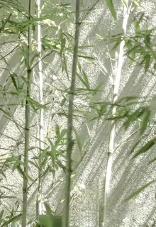 遲歸舟 封面