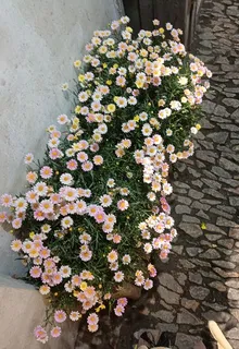 閒閒隱居記 封面