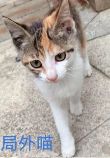 局外喵 封面