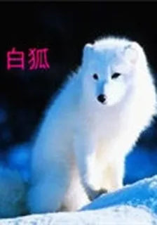 白狐.D 封面