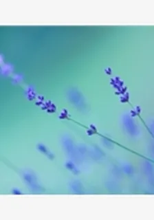 星月流光相皎潔 封面
