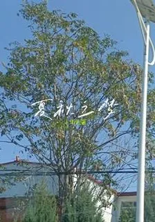 夏秋之夢 封面