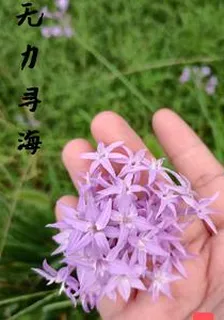 無力尋海 封面