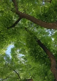 於我而言，你是春和景明 封面