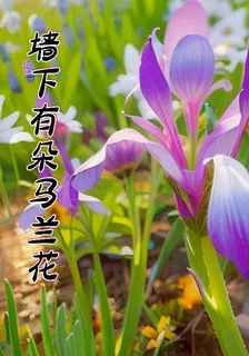 牆下有朵馬蘭花 封面