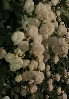 反派大佬的獨寵是朵花 封面