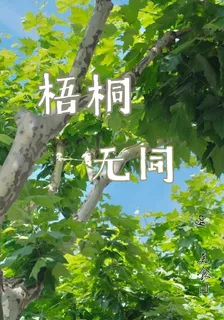 梧桐無同 封面