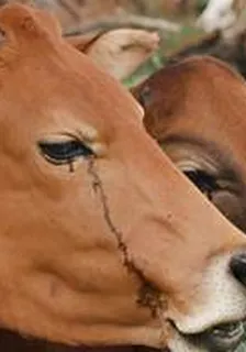 民間故事：黃牛眼含淚 封面