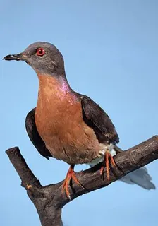 滅絕動物園 封面