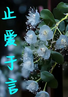 止愛於言 封面