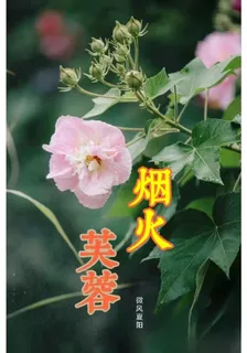 芙蓉煙火 封面