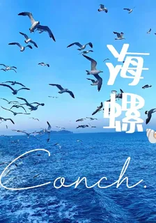 海螺Conch 封面