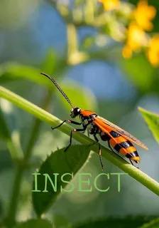 INSECT 封面