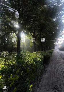 落葉歸根一 封面