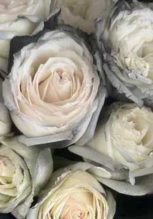 帶刺的玫瑰花與蝶 封面