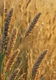 四合院開局娶了何雨水 封面
