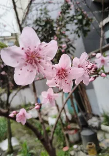 馨雨梓涵的新書 封面