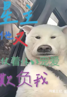 星主，他又仗着你的寵愛欺負我 封面