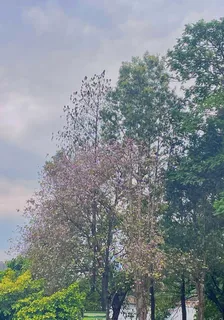 玫瑰遲來 封面