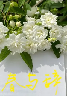 春與辭 封面