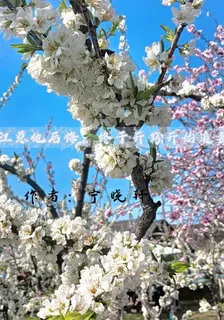 江總他後悔，終於開竅開始追妻 封面