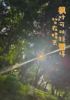 楓葉可以短暫停留在晴天 封面