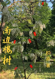 南邊槐樹 封面