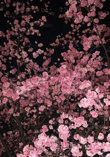 吻月梔夏 封面