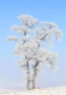 冬霧散盡重逢時 封面