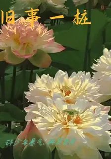 舊事一樁 封面