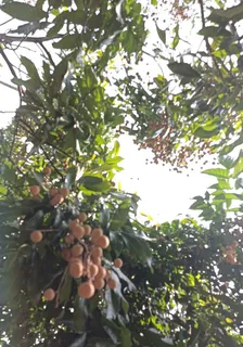 大郕那些事 封面