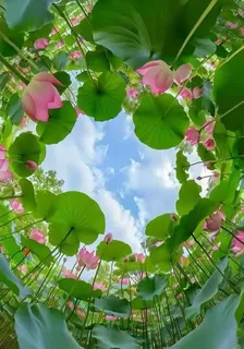 重生之系統幫我變美變強 封面
