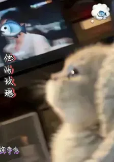 他的玫瑰 封面
