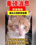黑化大佬偏偏愛，追妻之路漫漫長 封面
