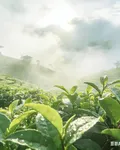 云溪茶香 封面