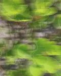 毒青 封面