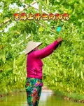 苦藤上開出向陽花 封面